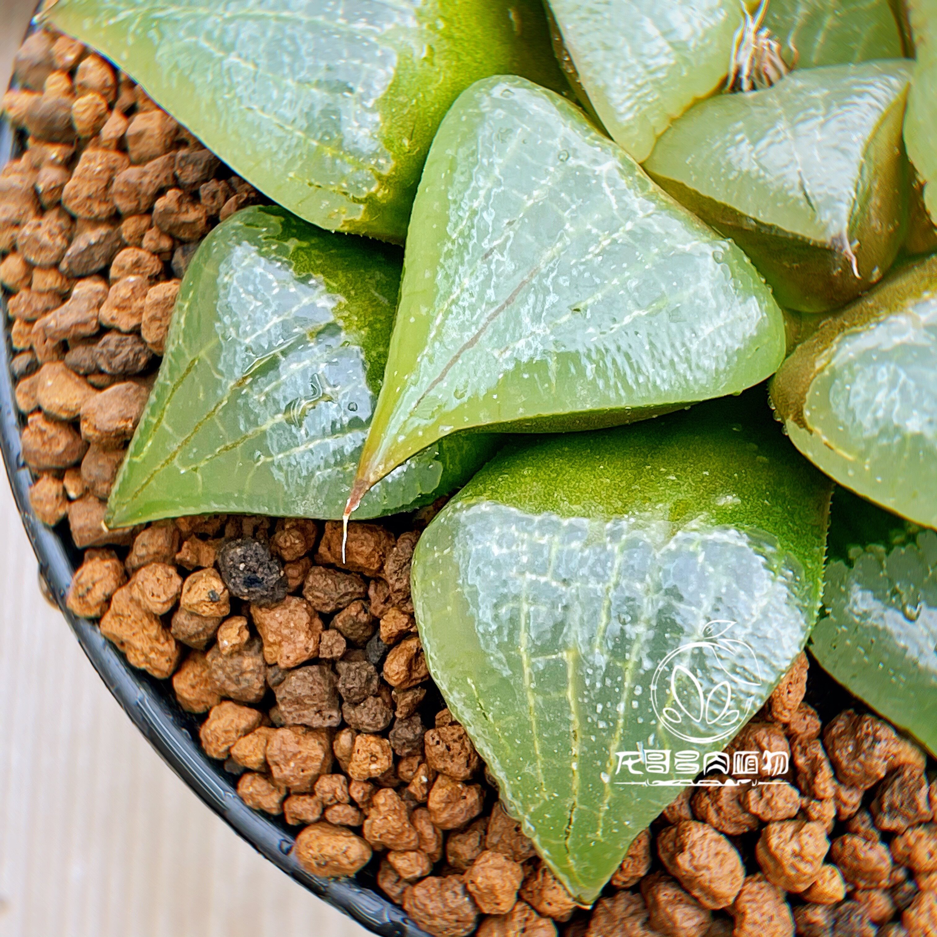 龙哥多肉植物阿寒湖瓦苇玉露十二一物一拍室内多肉植物