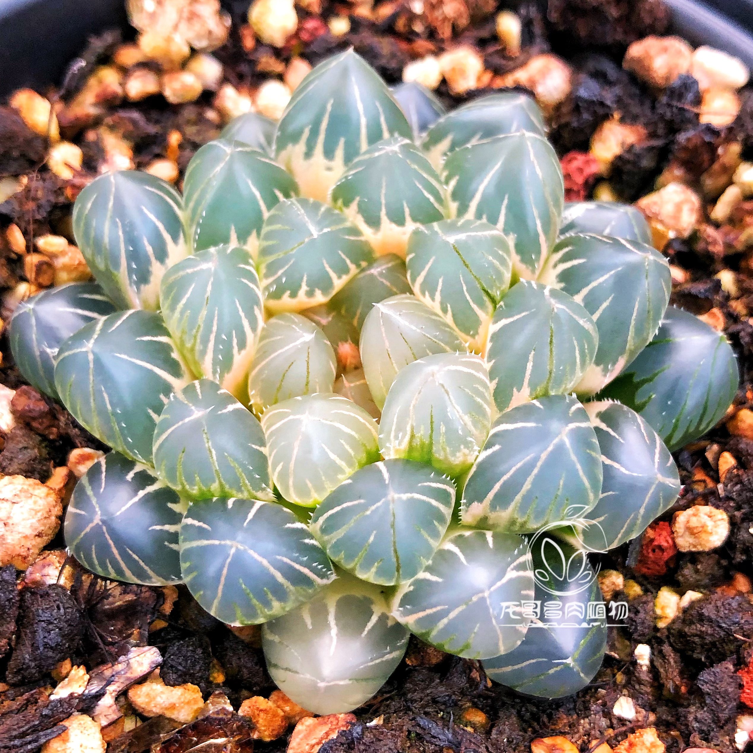 玉露万象锦玉扇锦寿锦克霓虹灯北斋十二卷多植物多肉植物