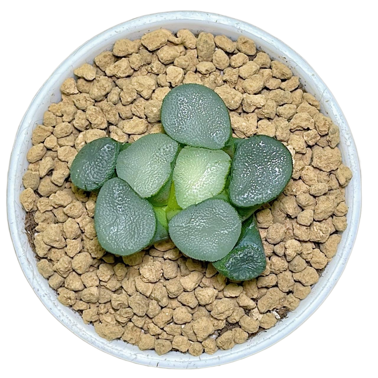 夜光万象无纹透窗玉露十二多肉植物绿植盆栽多肉植物