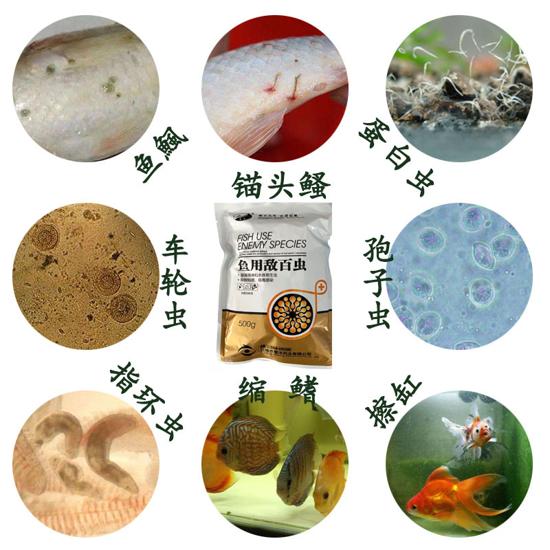 百虫杀水产锚头蚤铁锚虫鱼缸锦鲤白点鱼鯴剑水蚤蛋白虫蹭缸敌鱼虫