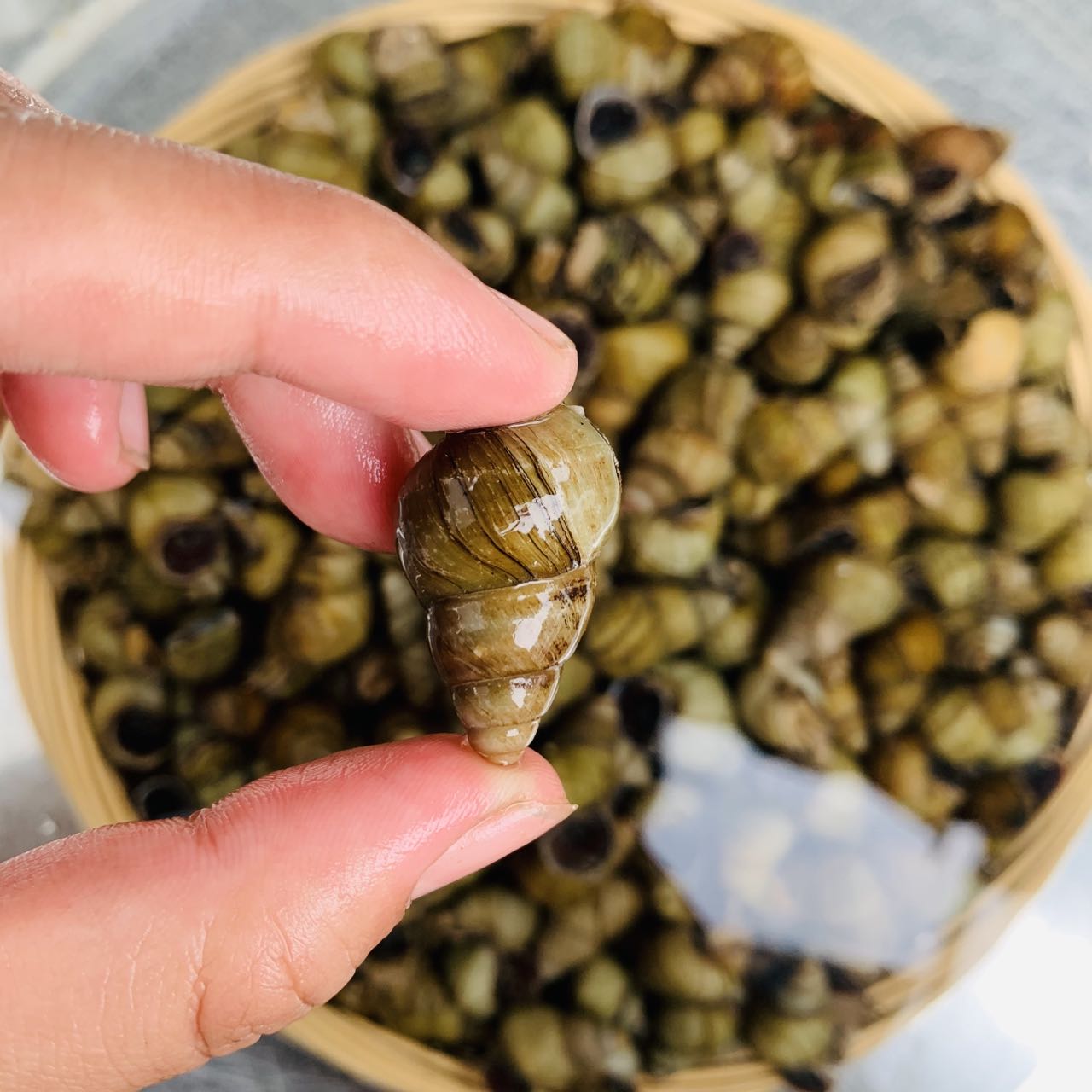 新鲜野生田螺鲜活活体包活不剪尾螺蛳泥螺清水泥螺