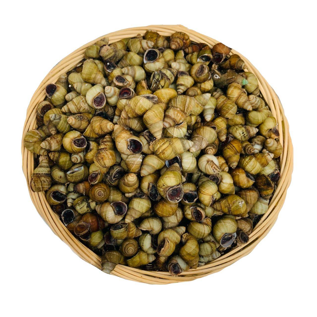 新鲜野生田螺鲜活活体包活不剪尾螺蛳泥螺清水泥螺