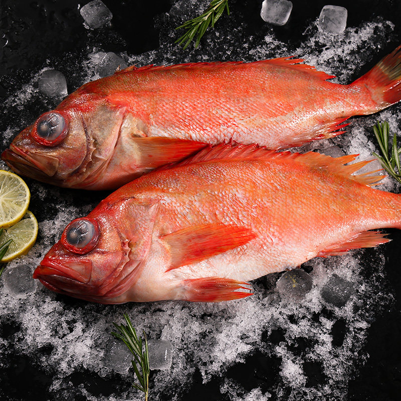 石斑鱼红石进口新鲜鲜活冷冻海富贵鱼深海长寿大眼斑鱼