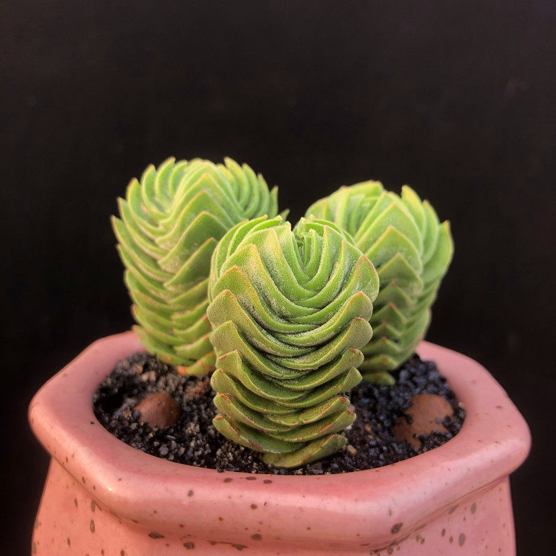 多肉方塔奇趣小宝宝塔绿塔植物绿植花卉可爱多肉植物