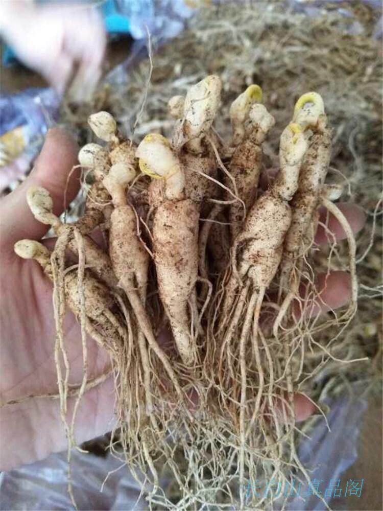 现挖长白山3年山参大苗西洋参苗盆景苗当年开花5棵每支重5克左右