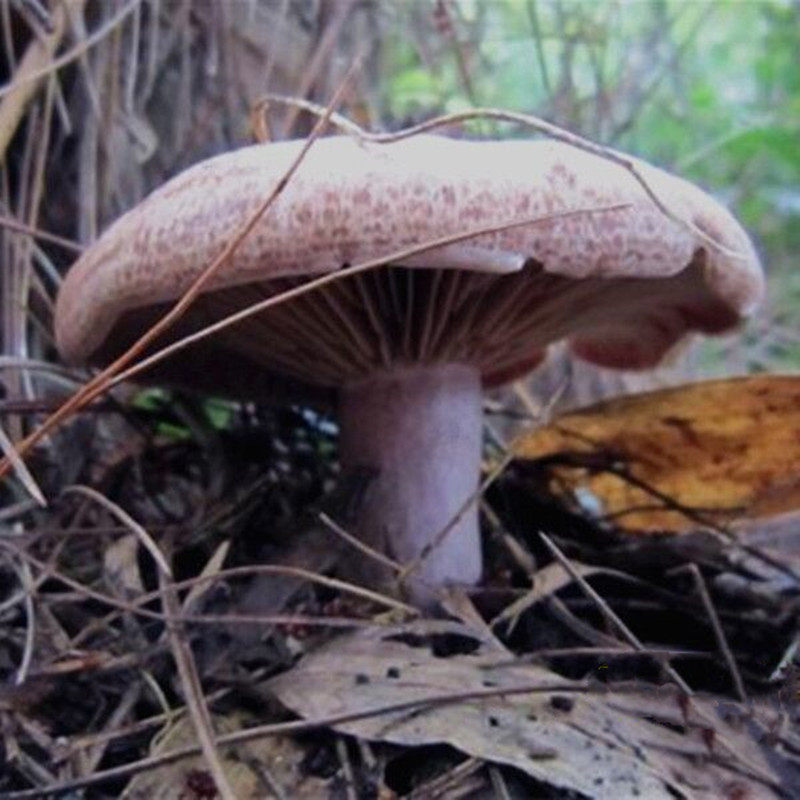 现货菌寒松树鹅菌菌雁枞树菇雁湖南松乳新鲜新鲜松茸