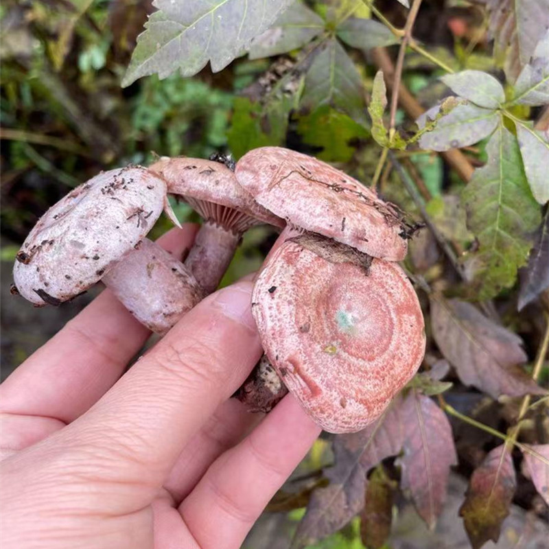 乌枞新鲜野生蘑菇菌菇重阳菌寒菌雁鹅菌小朵新鲜松茸