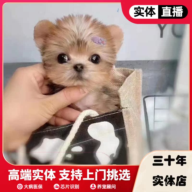 纯种上海茶杯活体宠物狗小体级赛约克夏幼犬韩版狗狗