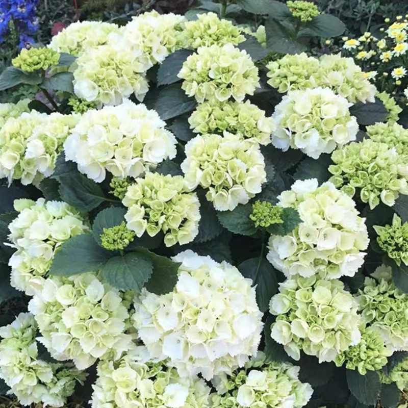 张小姐花园魔幻魔幻雪雪球新品白色大花绣球耐阴时令草本花卉