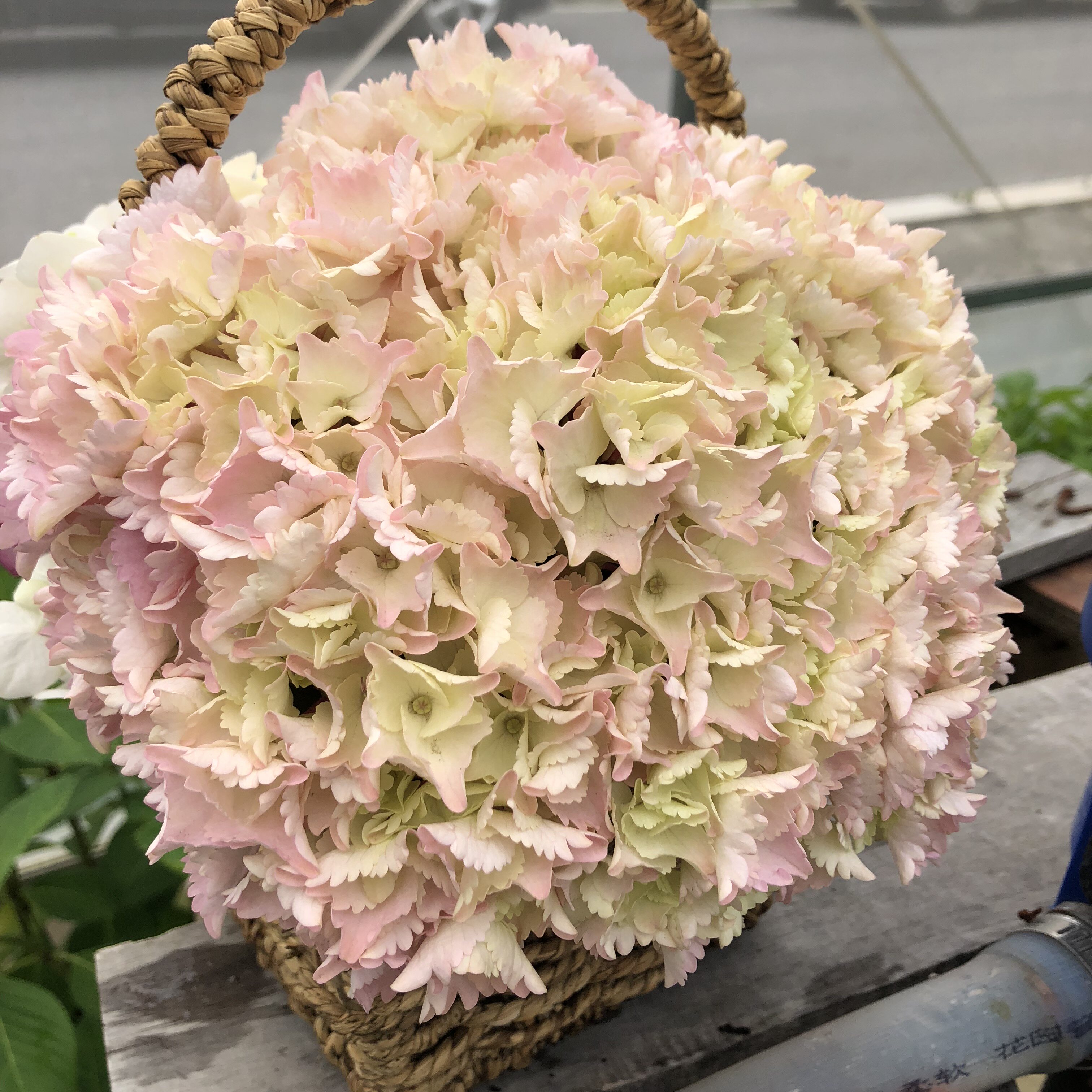 绣球新品一起盆栽大花八仙花手可可你我重瓣花卉