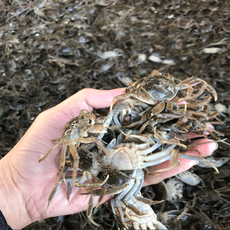 蟹苗全母小螃蟹大闸蟹河蟹苗毛长江一号鲜活淡水大闸蟹