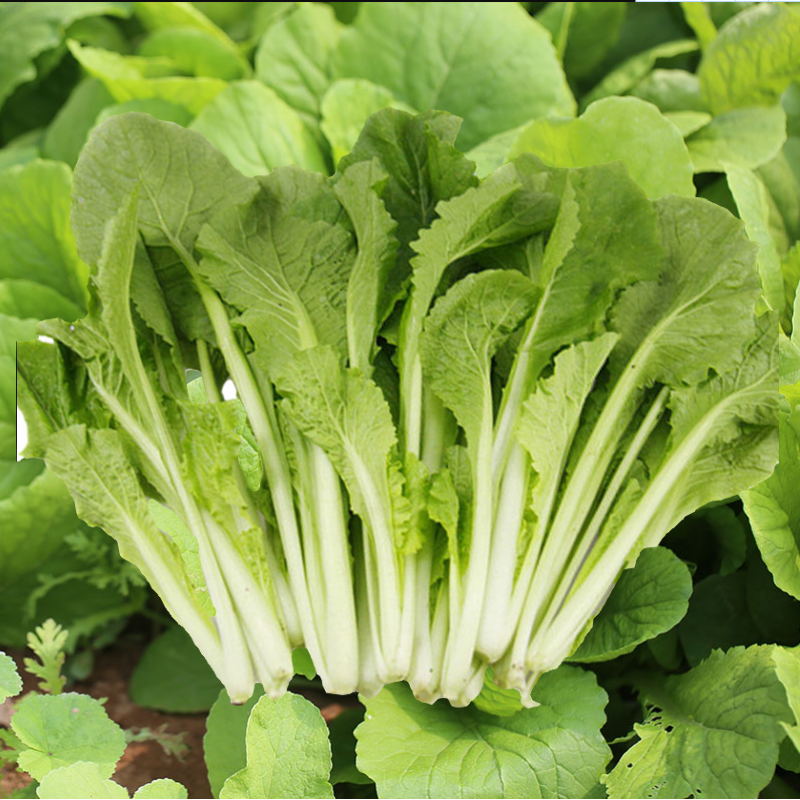 四季奶油小白菜种子小青青菜苏州上海青春春夏家庭园艺种子