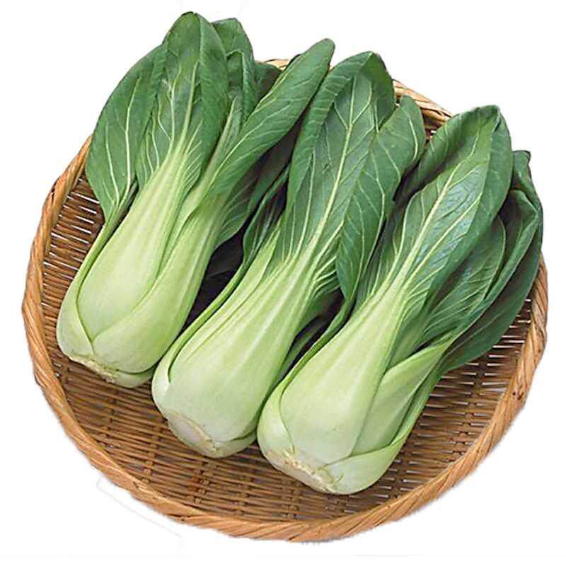 华冠梗菜种子日本进口小油菜白菜青菜早熟高产家庭园艺种子