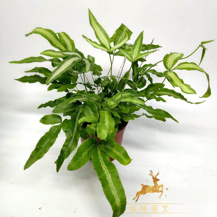 阿波银线蕨蕨类盆栽雨林生态造景盆景办公室阳台绿植