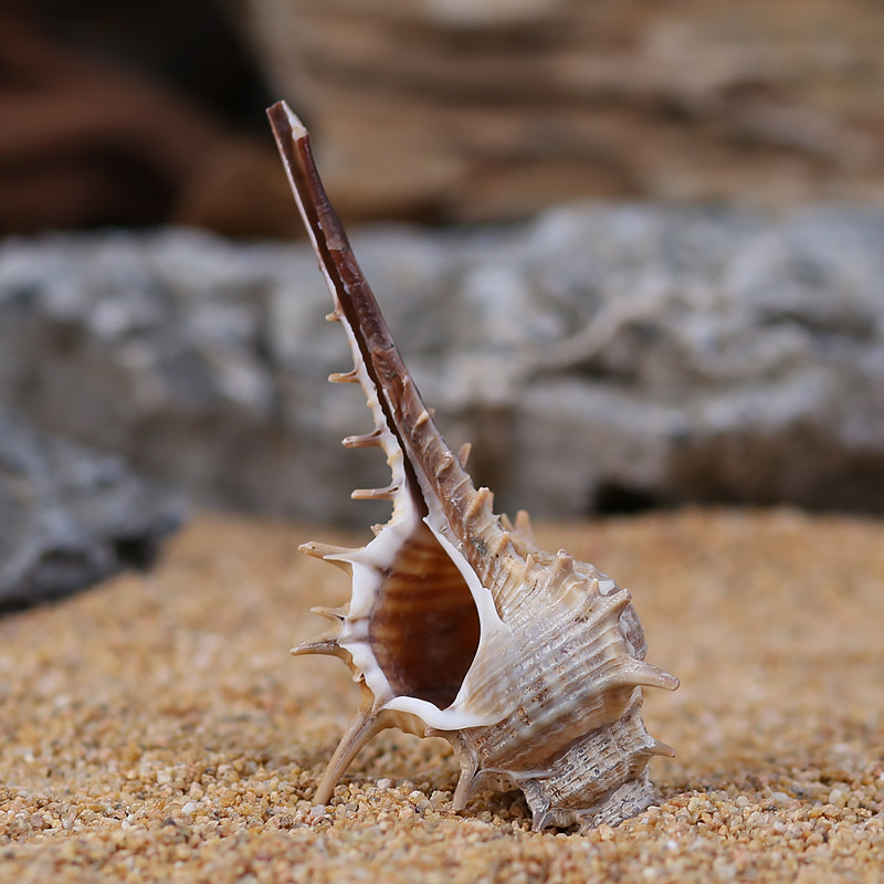 鱼缸造景天然海螺贝壳小刺螺长刺螺水族箱橱窗造景