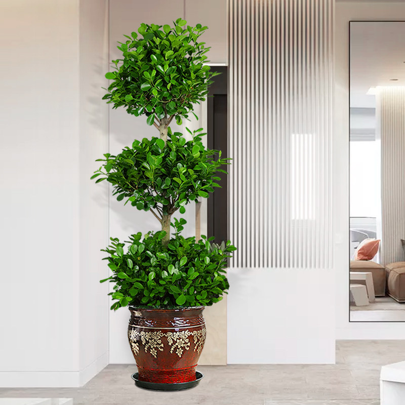 金钱乔迁观三层植物叶植物开业榕树好养大型办公室大型绿植