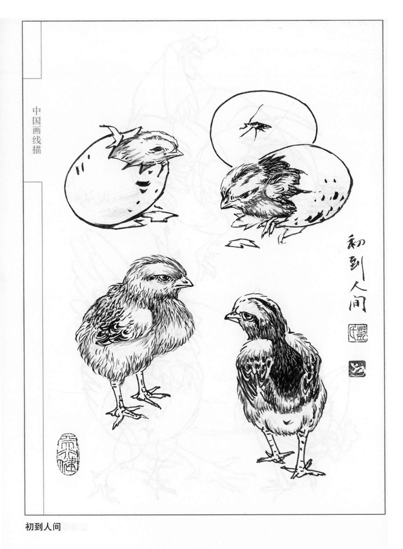 2元】百鸡画谱 中国画线描 邓文欣绘工笔画线描画谱 手绘线描白描画谱