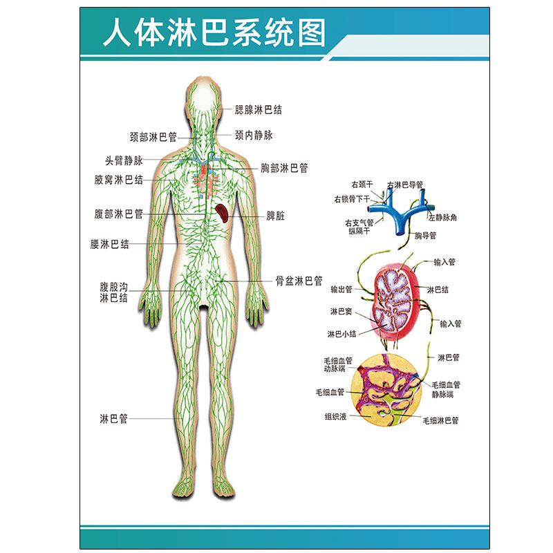 身体淋巴结分布图图片