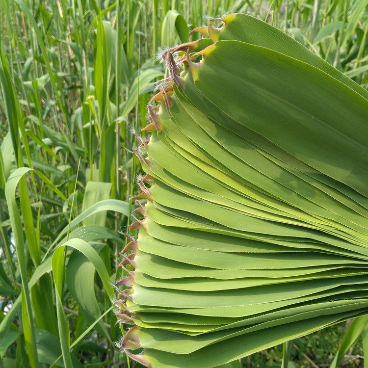 粽叶新鲜芦苇叶农家现摘野生纯正天然手工包白米蜜枣粽子叶50片