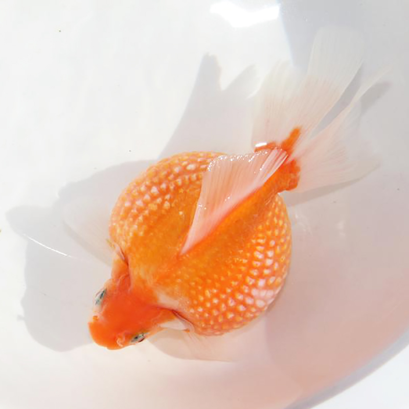 精品红白珍珠金鱼活体花皮球珠子观赏鱼冷水鱼水族宠物小金鱼淡水