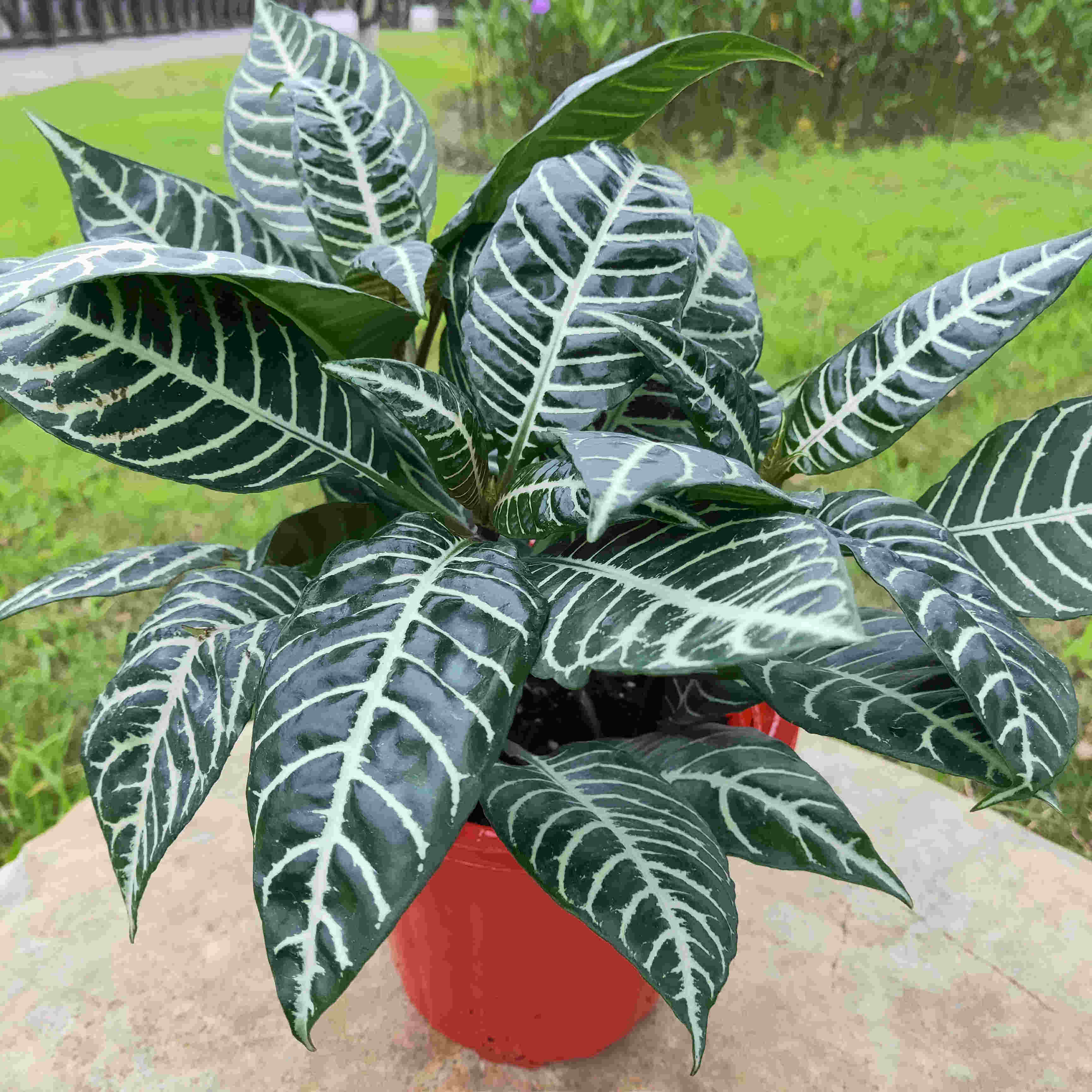 新品七彩花叶竹芋盆栽室内植物净化空气观叶喜阴耐养绿植绿植