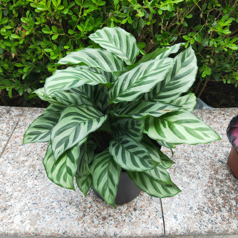 新飞羽室内欧观北欧客厅养活植物喜阴办公室办公绿植