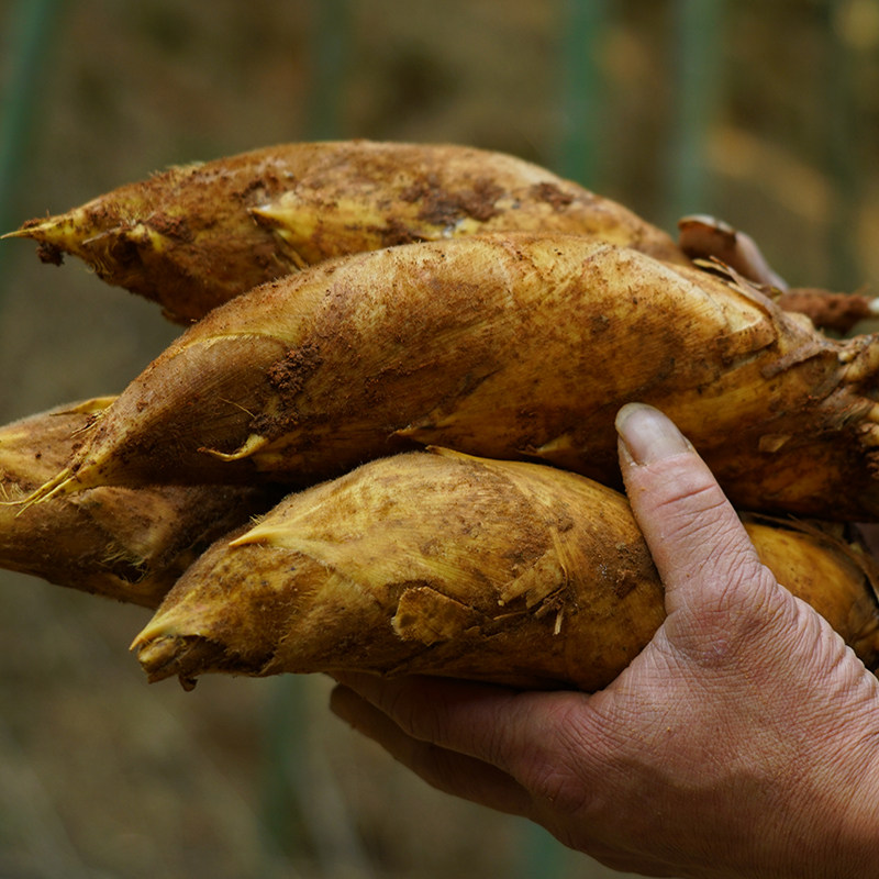 2022现挖新鲜农家冬笋建瓯野生带壳黄泥笋雷竹笋