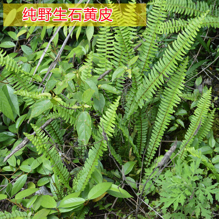 贵州石黄皮野生新鲜凤凰蛋马骝卵化狗儿肾蕨羊齿食用中要材蜈蚣草