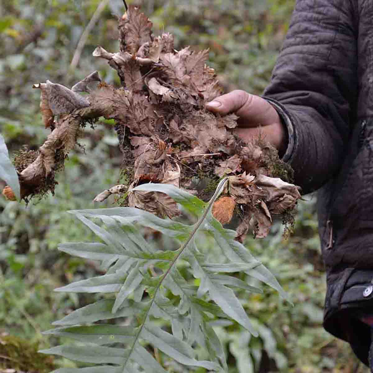 骨碎野生新鲜毛姜爬岩姜巴岩姜申姜崖姜猴子500g其他药食同源食品