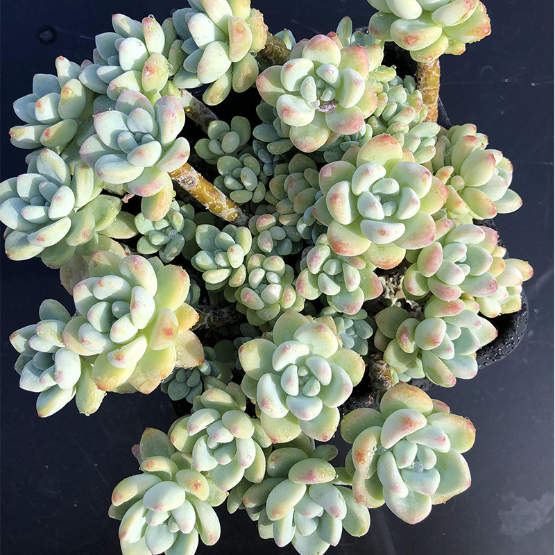 多肉罗琦多稀有老桩群生盆栽绿植植物韩国罗绮多肉植物