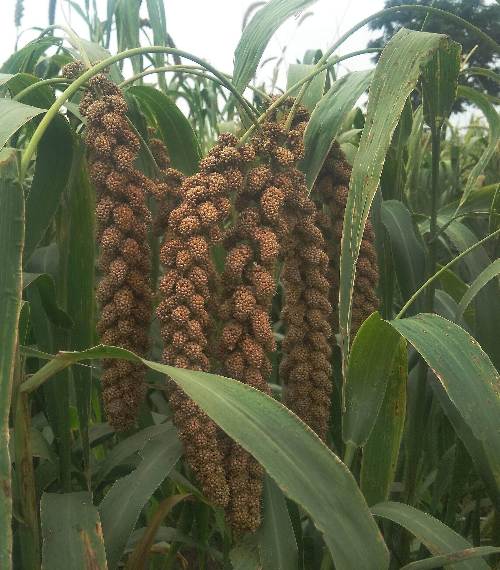 赤峰大金苗2019新米3斤黄小米吃的小米杂粮食品月子米宝宝米脂