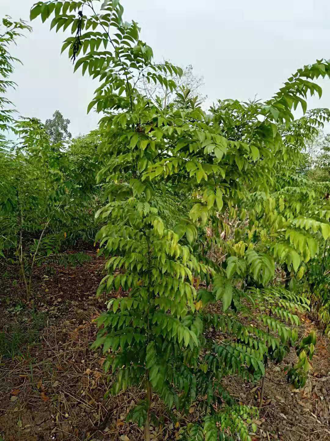 正宗海南黄花梨树降香黄檀树苗大名行道树