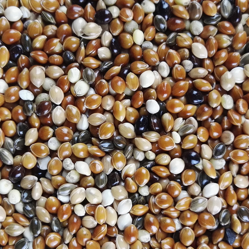 鹦鹉虎皮牡丹玄凤小太阳五色红黍混合鸟食鸟粮鸟食