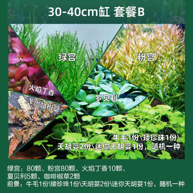 荷兰水草套餐草缸造景水下叶前中后景活体植物水草