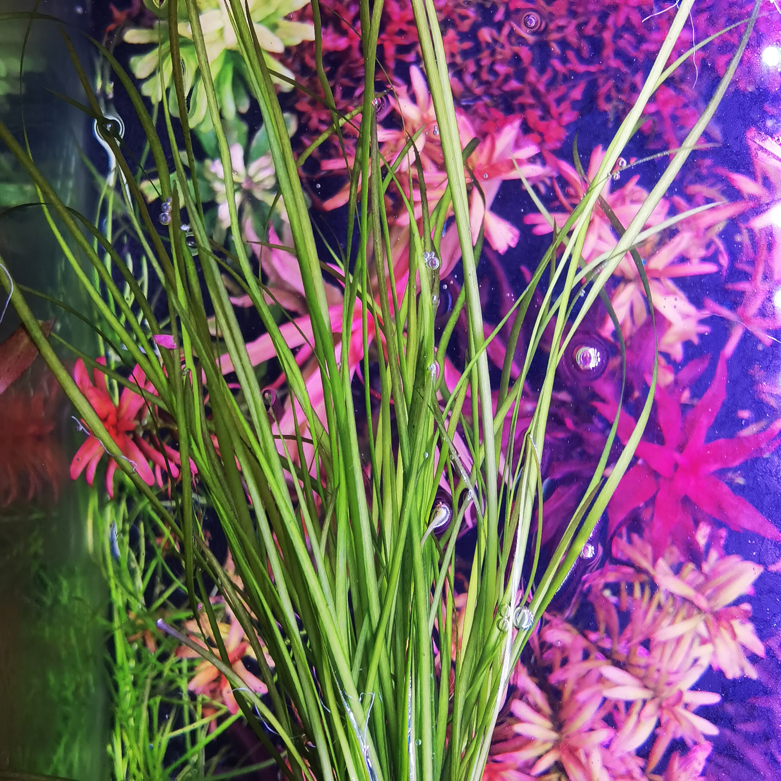 鱼草自养无需叶无需水下淡水小水水兰景细叶荷兰水草