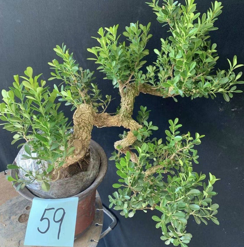 黄杨黄杨云杨云南瓜子四季常绿雀舍大型绿植盆景绿植