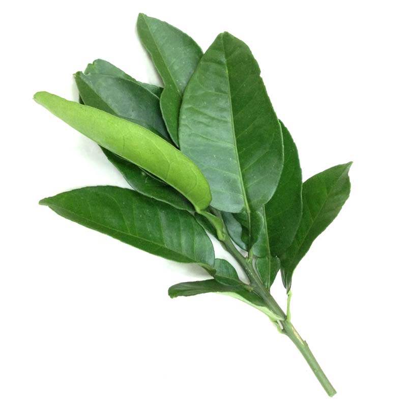 新鲜柚子叶碌柚叶乔迁新居柚子叶去晦气柚子叶包邮新鲜