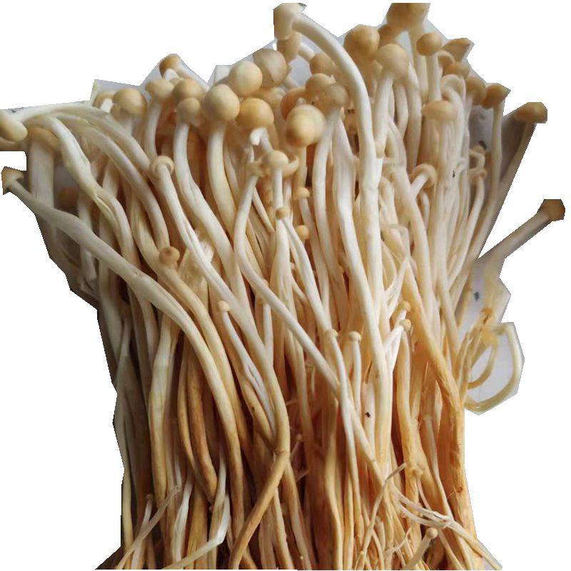 新鲜黄金金针菇4斤装2000g食用菌冬菇火锅蔬菜煲汤新鲜松茸