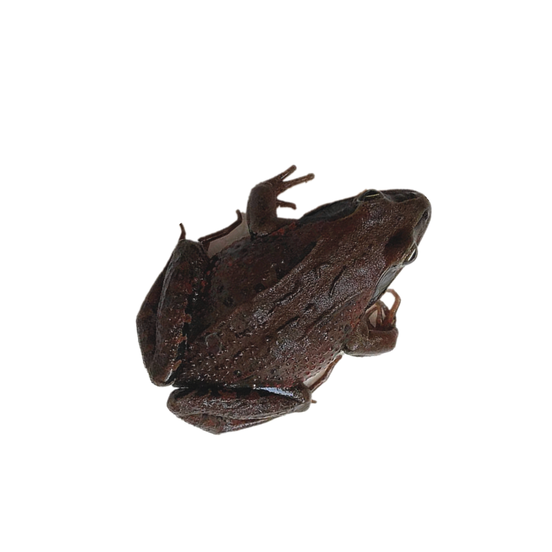 蛤蟆石蛤蟆哈士蟆田鸡全籽肚皮哈什蚂鲜活抚远特产其它雪蛤制品