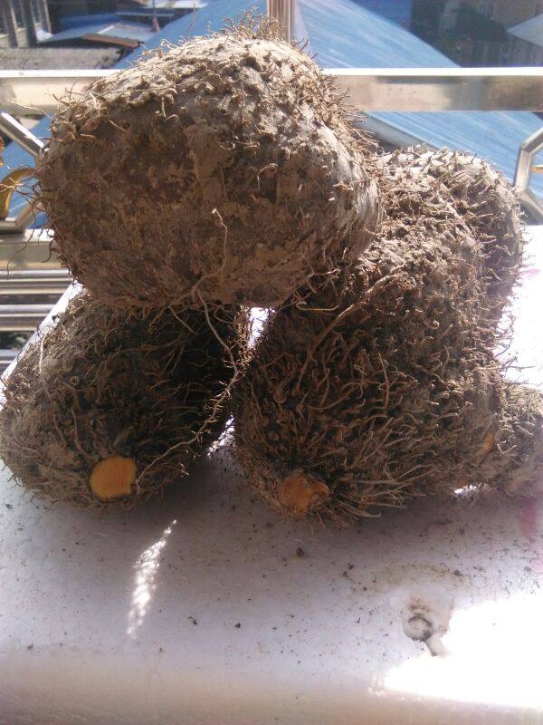 寿宁特产新鲜黄药黄独根部季节性500克散装食品.