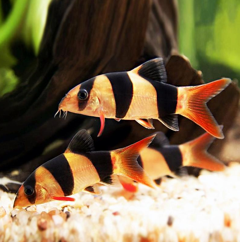 鼠鱼热带鱼小型清道夫异型清洁垃圾除藻鱼观赏鱼底栖淡水好养鲜活