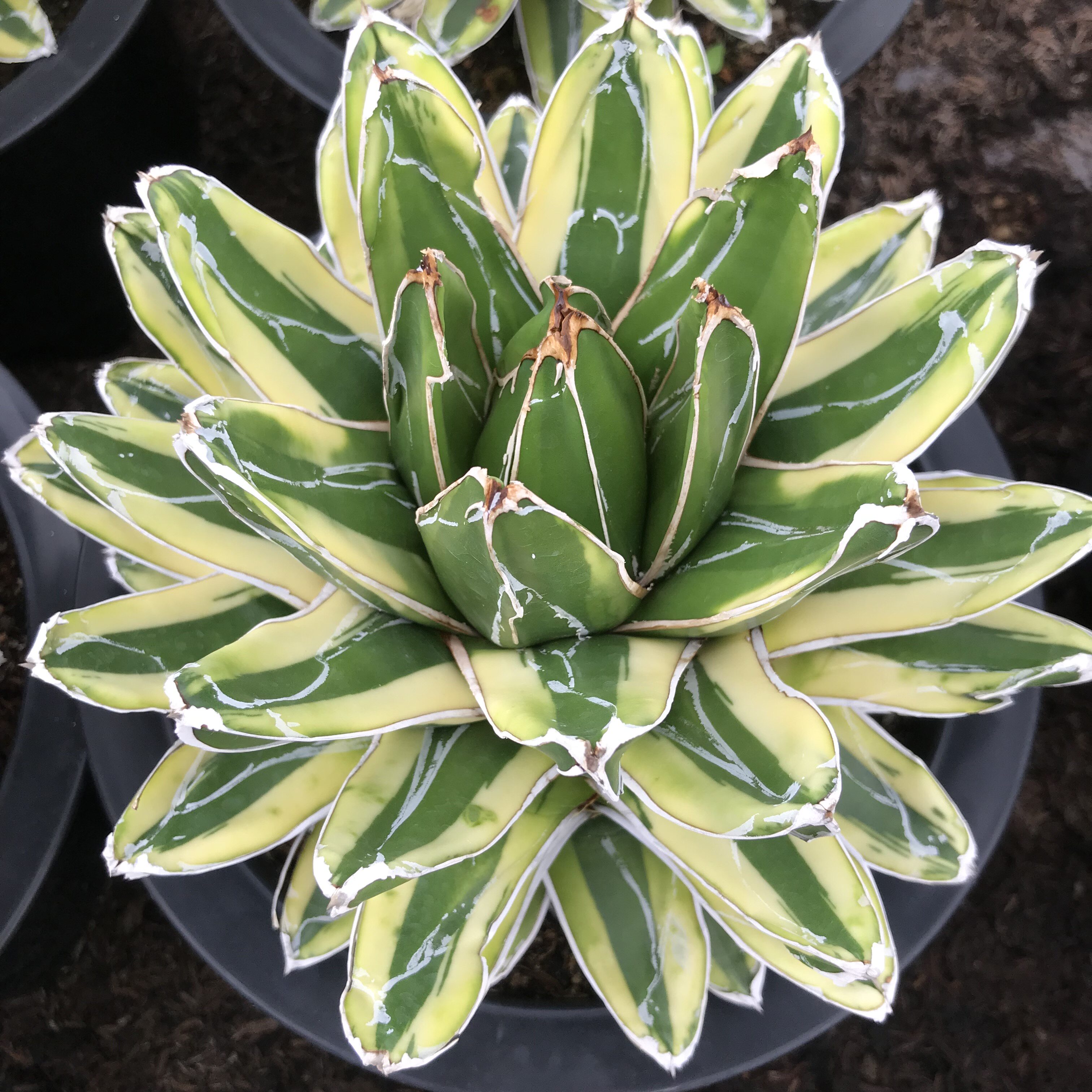 植物辉山龙舌多肉庭院绿植盆栽花卉沙生多肉植物