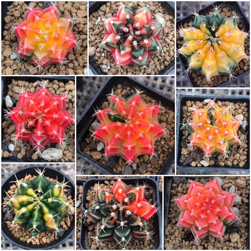 实生 绯牡丹锦 牡丹锦 多肉植物 多彩仙人球 一物一拍 仙人之家