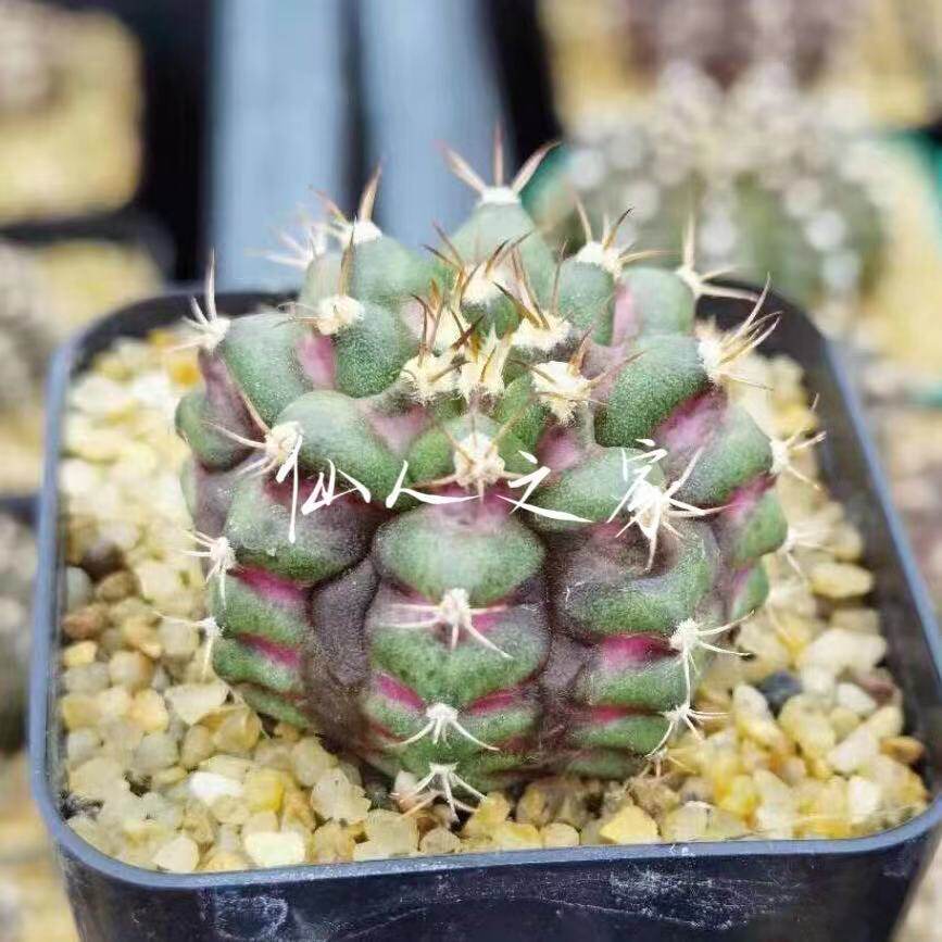 海神米哈哈洛维奇侧芽多肉植物仙人一物一拍多肉植物