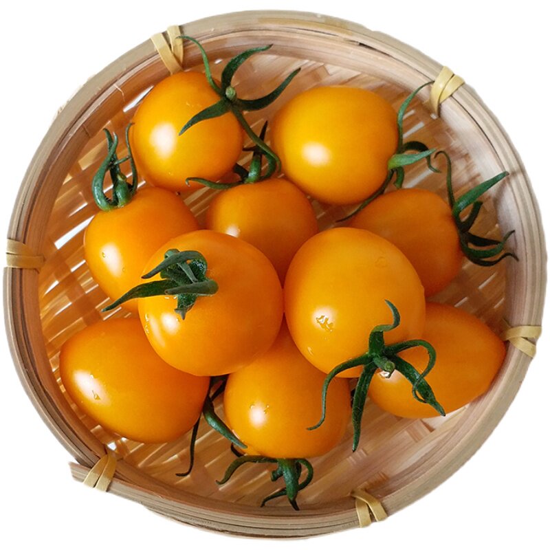 现摘现发黄色柿子新鲜樱桃小番茄水果西红柿蔬菜番茄