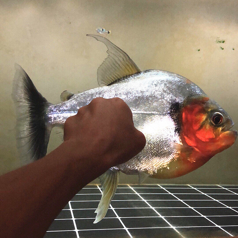 巴西辛古水虎大型淡水热带鱼凶猛食肉观赏鱼秘鲁鱼