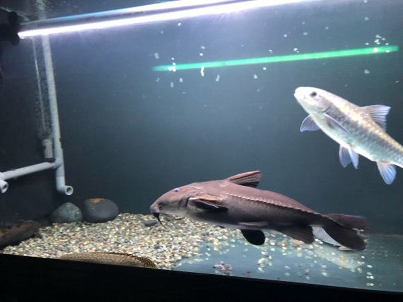 铁甲武士鱼艾温尼长须普铁南美大型底层活体鱼