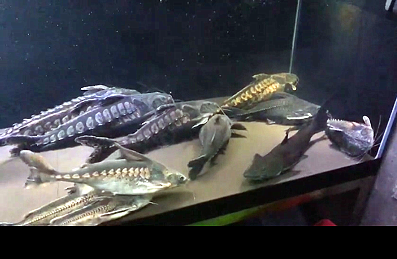 铁甲武士鱼艾温尼长须普铁南美大型底层活体鱼