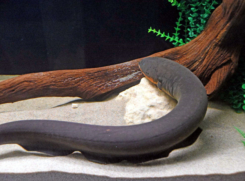 电鳗鱼苗南美洲进口大型凶猛猛鱼淡水热带鱼放电鱼