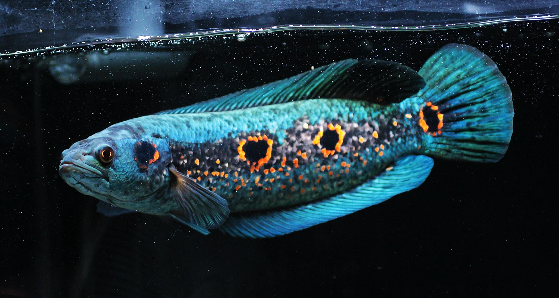 海象加里曼丹七彩雷龙鱼龙鱼淡水大型观赏鱼月光热带鱼鱼